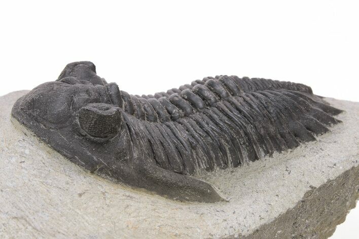 Detailed Hollardops Trilobite - Ofaten, Morocco #221034